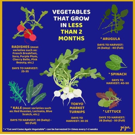 Victory garden, victory gardens, victory gardens today, what did victory gardens do, growing a modern victory garden, victory garden coronavirus, victory garden covid-19, victory garden catholic, victory garden homestead, victory garden homemaker, 